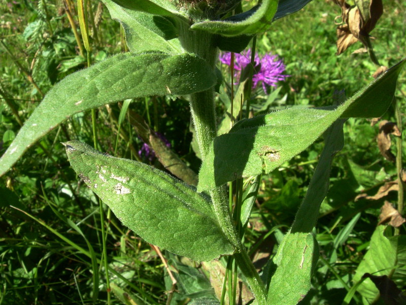 Centaurea nervosa / Fiordaliso alpino